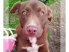 Collie DOG FOR ADOPTION RGADN-1343932 - Mojo Urgent - Collie / Labrador