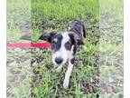 Border-Aussie DOG FOR ADOPTION RGADN-1343935 - Marquil - Border Collie /