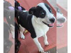 Borador DOG FOR ADOPTION RGADN-1343937 - Doc - Labrador Retriever / Border