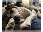 Bluetick Coonhound Mix DOG FOR ADOPTION RGADN-1343942 - Teri - Bluetick