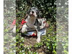 Boxer-Catahoula Leopard Dog Mix DOG FOR ADOPTION RGADN-1343945 - Bella - Boxer /