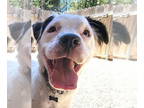 American Staffordshire Terrier DOG FOR ADOPTION RGADN-1343948 - Frost - Adopt