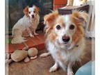 Cocker Spaniel-Pembroke Welsh Corgi Mix DOG FOR ADOPTION RGADN-1343953 - Louie