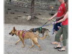 American Staffordshire Terrier Mix DOG FOR ADOPTION RGADN-1343957 - KING -