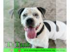 Mastiff Mix DOG FOR ADOPTION RGADN-1343969 - Tank - Mastiff / Mixed Dog For