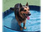 Shepradors DOG FOR ADOPTION RGADN-1343980 - Dan - $75 Adoption Fee! Diamond Dog!