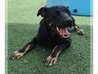 Doberman Pinscher Mix DOG FOR ADOPTION RGADN-1343981 - Shay - $75 Adoption Fee!