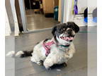 Shih Tzu Mix DOG FOR ADOPTION RGADN-1343985 - Jessie - Shih Tzu / Mixed Dog For