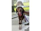 Vizsla Mix DOG FOR ADOPTION RGADN-1343987 - Liam - Hound / Vizsla / Mixed Dog