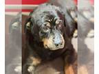 Rottweiler DOG FOR ADOPTION RGADN-1343988 - Juno - Rottweiler (short coat) Dog