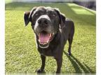 Labrador Retriever Mix DOG FOR ADOPTION RGADN-1343990 - VIRGIL - Labrador