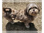 Shih Apso DOG FOR ADOPTION RGADN-1343999 - Kylie - Lhasa Apso / Shih Tzu / Mixed