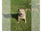 Staffordshire Bull Terrier Mix DOG FOR ADOPTION RGADN-1344007 - DARLA -