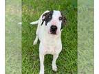 Bull Terrier Mix DOG FOR ADOPTION RGADN-1344010 - GEORGIA - Bull Terrier / Mixed