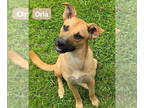 Labrador Retriever Mix DOG FOR ADOPTION RGADN-1344018 - Orla *in New England -