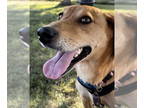 Mountain Cur Mix DOG FOR ADOPTION RGADN-1344020 - Chloe - Mountain Cur / Mixed