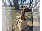 Plott Hound Mix DOG FOR ADOPTION RGADN-1344021 - Kirsch - Plott Hound / Mixed