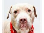 American Pit Bull Terrier Mix DOG FOR ADOPTION RGADN-1344025 - DANTE - Pit Bull