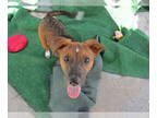 Bedlington Terrier-Labrador Retriever Mix DOG FOR ADOPTION RGADN-1344032 -
