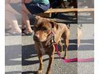 Dachshund-Labrador Retriever Mix DOG FOR ADOPTION RGADN-1344038 - PAMELA -
