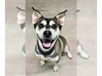 Huskies -Labrador Retriever Mix DOG FOR ADOPTION RGADN-1344046 - Synder - F -