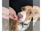 Australian Shepherd Mix DOG FOR ADOPTION RGADN-1344055 - Jack - Hound /