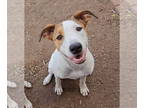 Labrador Retriever Mix DOG FOR ADOPTION RGADN-1344057 - Bailey SC - Labrador