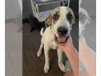 Catahoula Leopard Dog Mix DOG FOR ADOPTION RGADN-1344059 - Tate - Catahoula