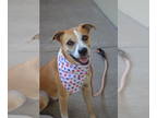 American Staffordshire Terrier Mix DOG FOR ADOPTION RGADN-1344062 - Lille (In