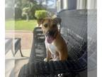 American Pit Bull Terrier Mix DOG FOR ADOPTION RGADN-1344064 - JORDAN - American