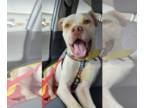 American Pit Bull Terrier Mix DOG FOR ADOPTION RGADN-1344067 - Walter - Pit Bull