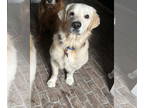 Golden Retriever DOG FOR ADOPTION RGADN-1344068 - Finley 1288 - Golden Retriever