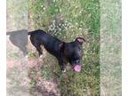 American Pit Bull Terrier Mix DOG FOR ADOPTION RGADN-1344070 - David - Pit Bull