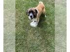 Australian Shepherd Mix DOG FOR ADOPTION RGADN-1344075 - RAMONA - Australian