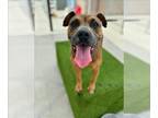 American Pit Bull Terrier Mix DOG FOR ADOPTION RGADN-1344082 - MILLIE - Pit Bull