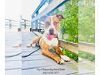 American Staffordshire Terrier Mix DOG FOR ADOPTION RGADN-1344086 - C34-24