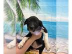Great Pyrenees Mix DOG FOR ADOPTION RGADN-1344097 - Patty Pan - Great Pyrenees /