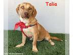 Dachshund-Labrador Retriever Mix DOG FOR ADOPTION RGADN-1344114 - Talia -