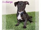 American Staffordshire Terrier Mix DOG FOR ADOPTION RGADN-1344115 - Sarge -