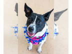 Rat Terrier Mix DOG FOR ADOPTION RGADN-1344136 - Tula - Rat Terrier / Mixed Dog
