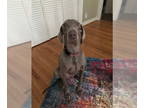 Weimaraner DOG FOR ADOPTION RGADN-1344138 - Kimber (aka JuneBug) - Weimaraner