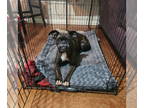 Boxer DOG FOR ADOPTION RGADN-1344140 - Leonora - Boxer Dog For Adoption