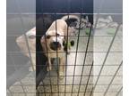 Boxador DOG FOR ADOPTION RGADN-1344145 - Skip - Labrador Retriever / Boxer /