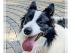 Border Collie DOG FOR ADOPTION RGADN-1344147 - Levi - Border Collie Dog For