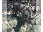American Staffordshire Terrier-Mastiff Mix DOG FOR ADOPTION RGADN-1344155 -