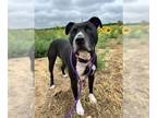 Staffordshire Bull Terrier Mix DOG FOR ADOPTION RGADN-1344182 - MANDO -