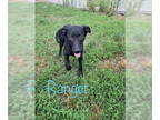 Labrador Retriever Mix DOG FOR ADOPTION RGADN-1344188 - Ranger - Labrador