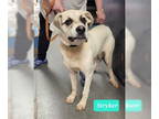 Great Pyrenees Mix DOG FOR ADOPTION RGADN-1344190 - Stryker - Great Pyrenees /