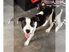 Labrador Retriever Mix DOG FOR ADOPTION RGADN-1344196 - Trixie 0484 - Labrador