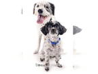 Lhasa Apso-Parson Russell Terrier Mix DOG FOR ADOPTION RGADN-1344198 - Abbie &